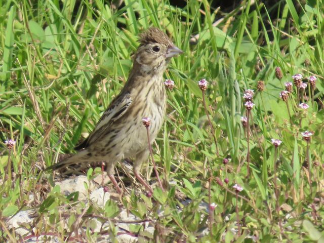 Lark Bunting