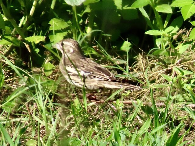 Lark Bunting