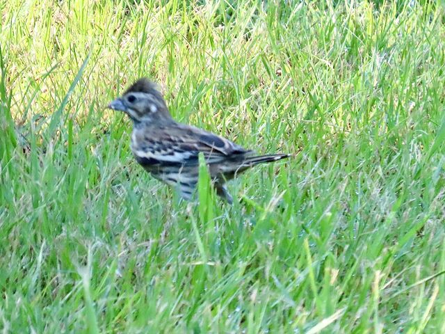Lark Bunting