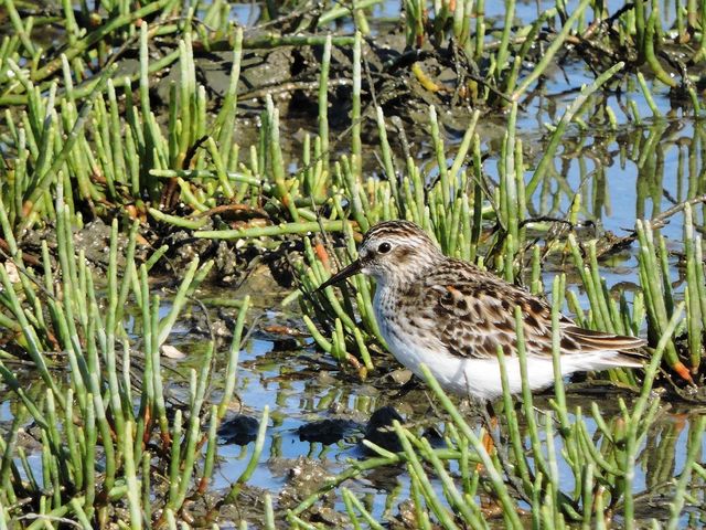 Least Sandpiper