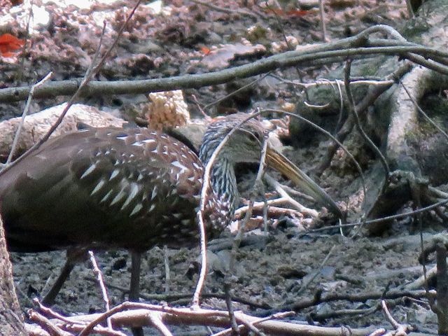 Limpkin