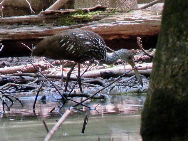 Limpkin