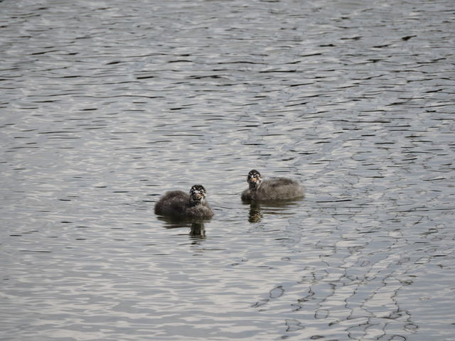 Pied-billed Grebe