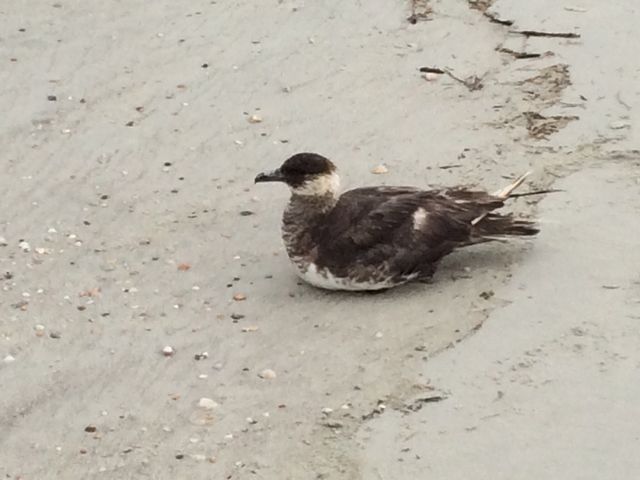Pomarine Jaeger