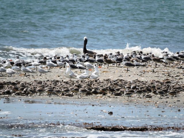 Red Knot
