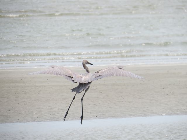 Reddish Egret