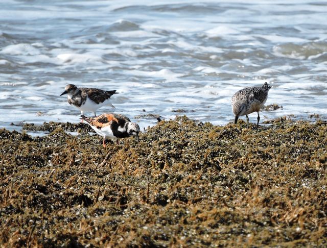 Ruddy Turnstone