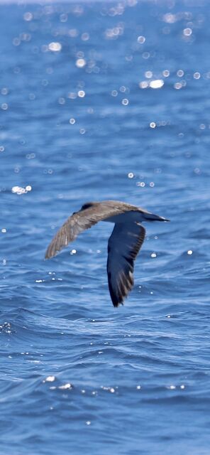 Scopoli's Shearwater
