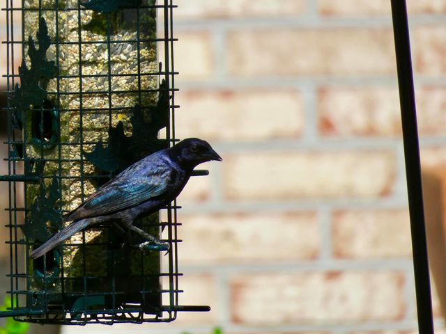 Shiny Cowbird