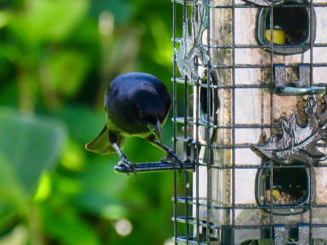 Shiny Cowbird