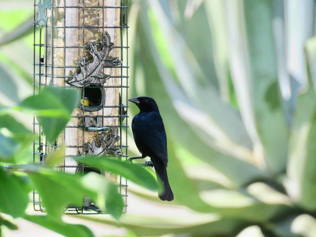 Shiny Cowbird
