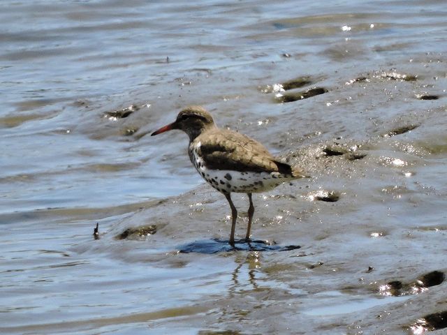 Spotted Sandpiper