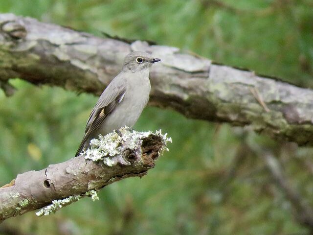 Townsend's Solitaire