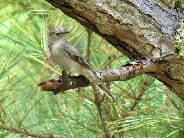 Townsend's Solitaire