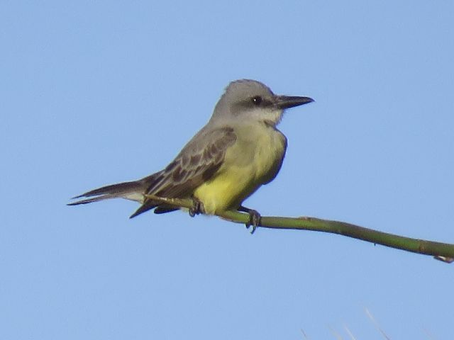 Tropical Kingbird