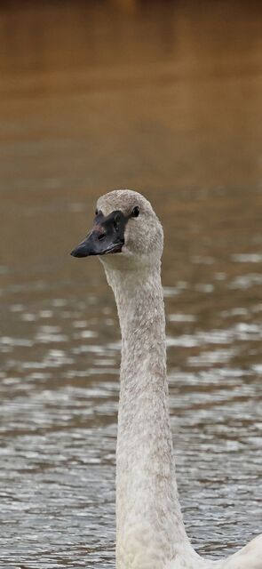 Trumpeter Swan