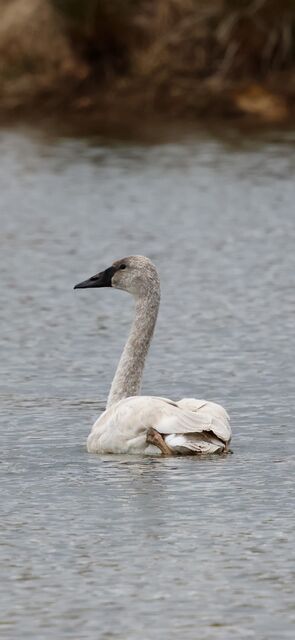 Trumpeter Swan