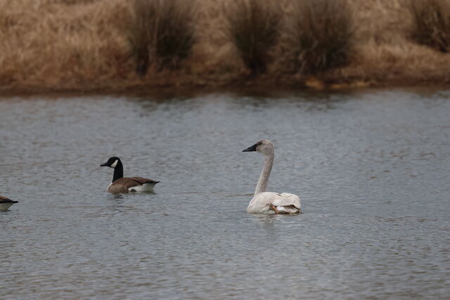 Trumpeter Swan