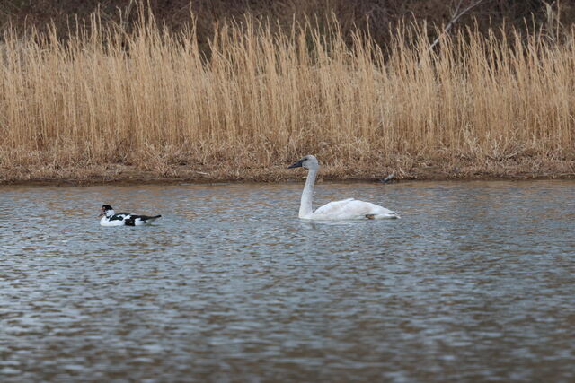 Trumpeter Swan