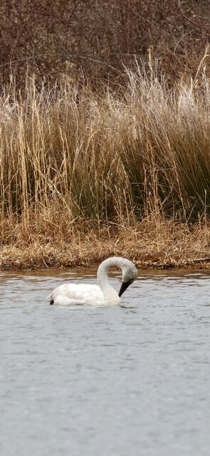 Trumpeter Swan