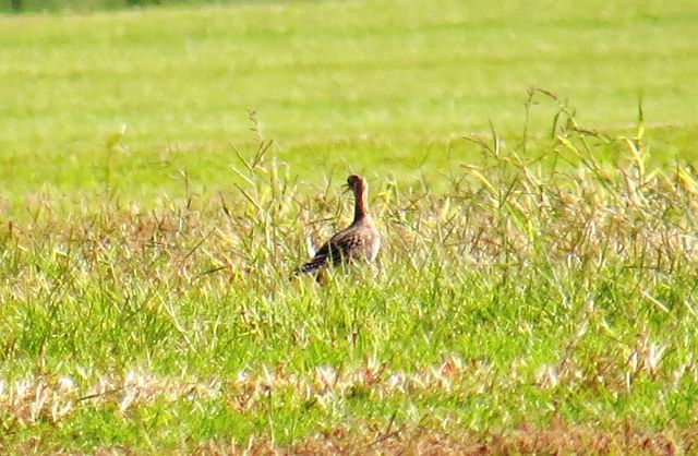 Upland Sandpiper