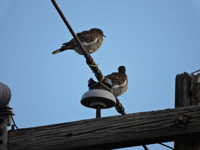 White-winged Dove