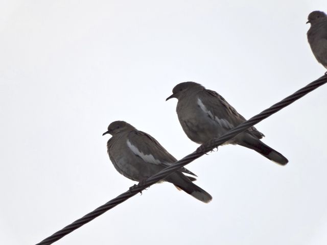 White-winged Dove
