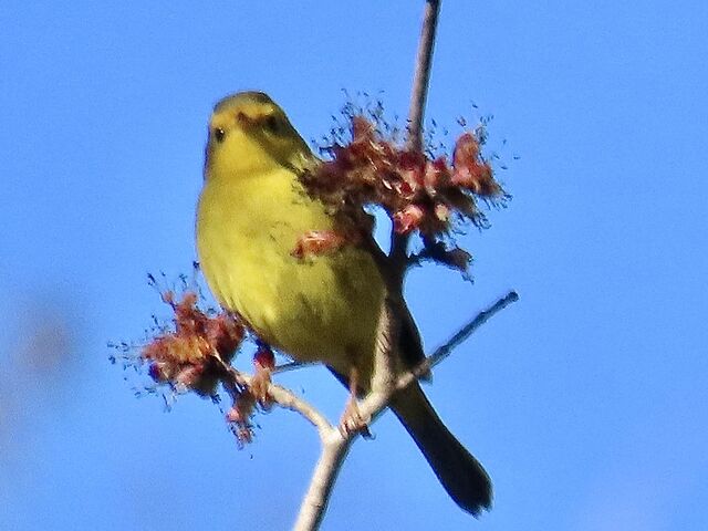Wilson's Warbler