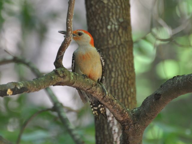 Red-bellied Woodpecker