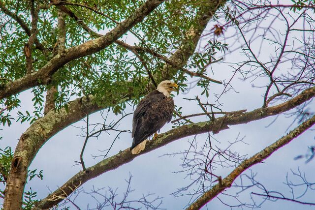 Bald Eagle