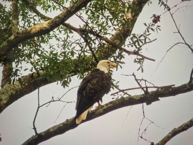 Bald Eagle