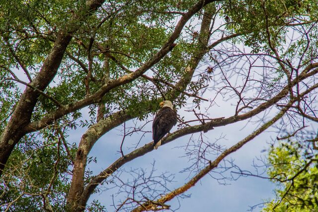 Bald Eagle