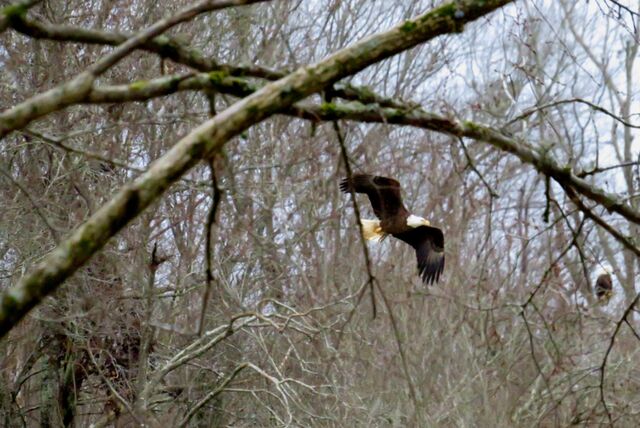 Bald Eagle