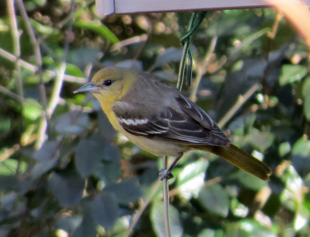 Baltimore/Bullock's Oriole