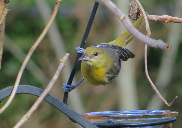 Baltimore/Bullock's Oriole