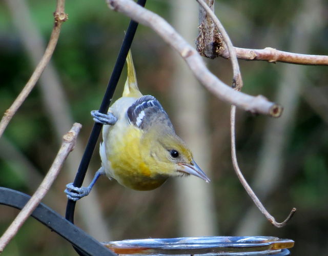 Baltimore/Bullock's Oriole