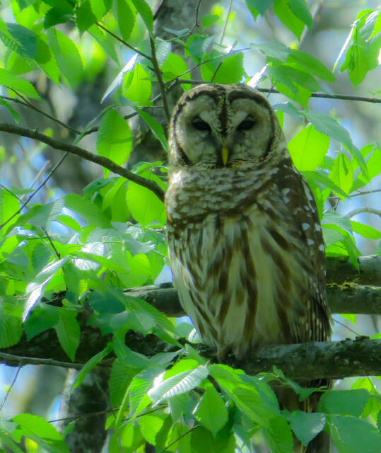 Barred Owl