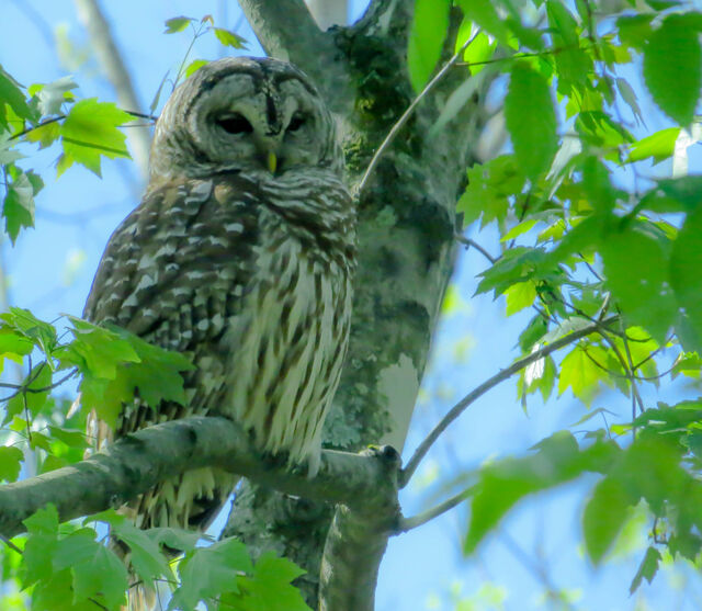 Barred Owl