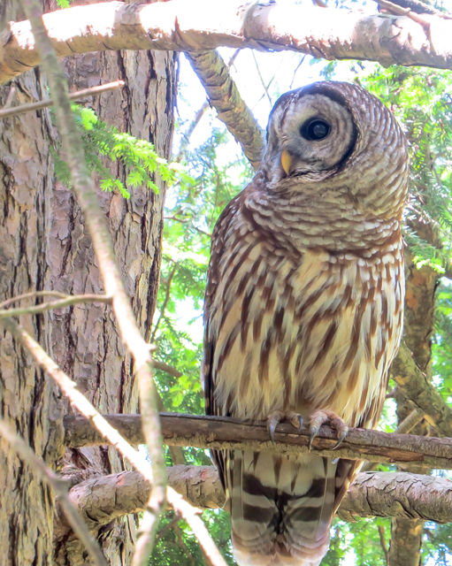 Barred Owl