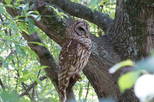 Barred Owl
