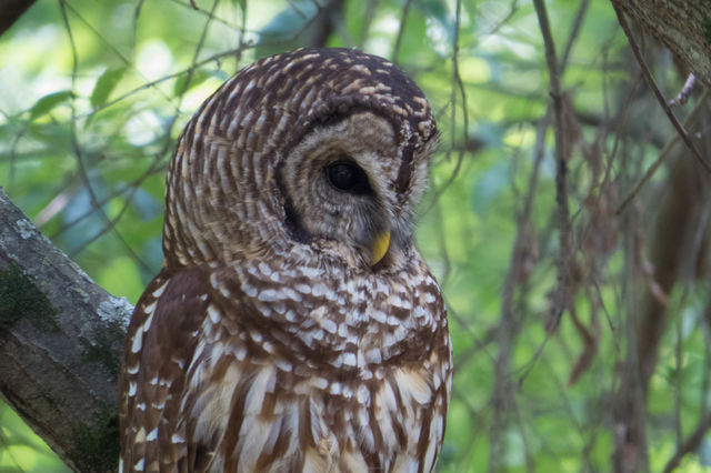 Barred Owl