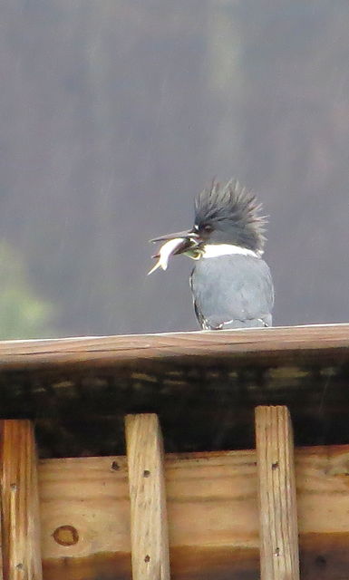 Belted Kingfisher
