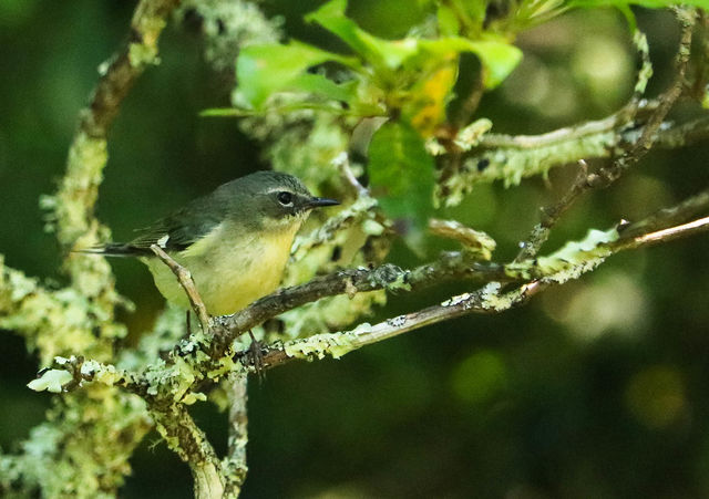 Black-throated Blue Warbler