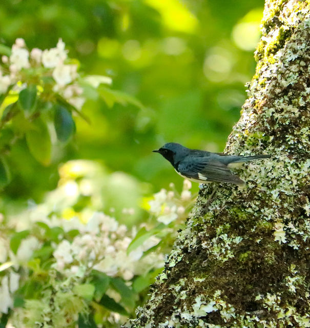 Black-throated Blue Warbler