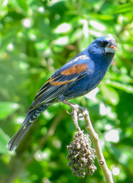 Blue Grosbeak