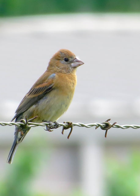 Blue Grosbeak