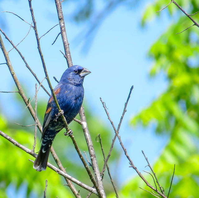 Blue Grosbeak