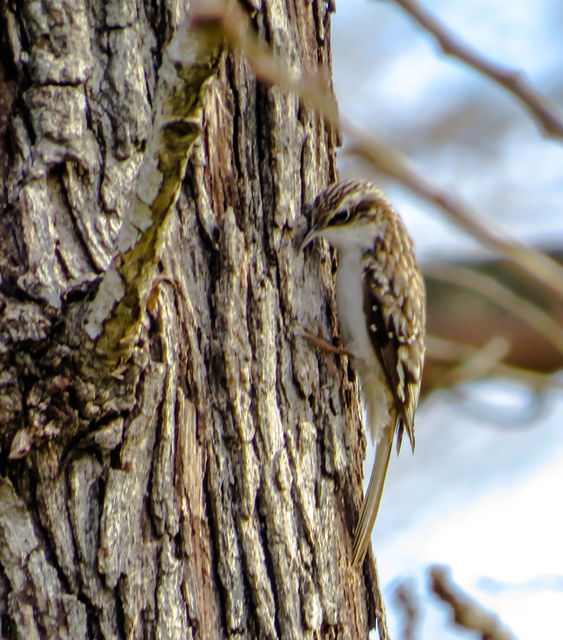 Brown Creeper