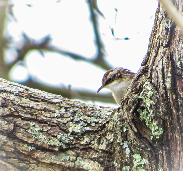 Brown Creeper