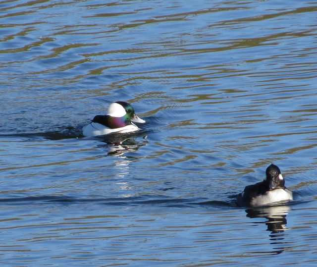 Bufflehead
